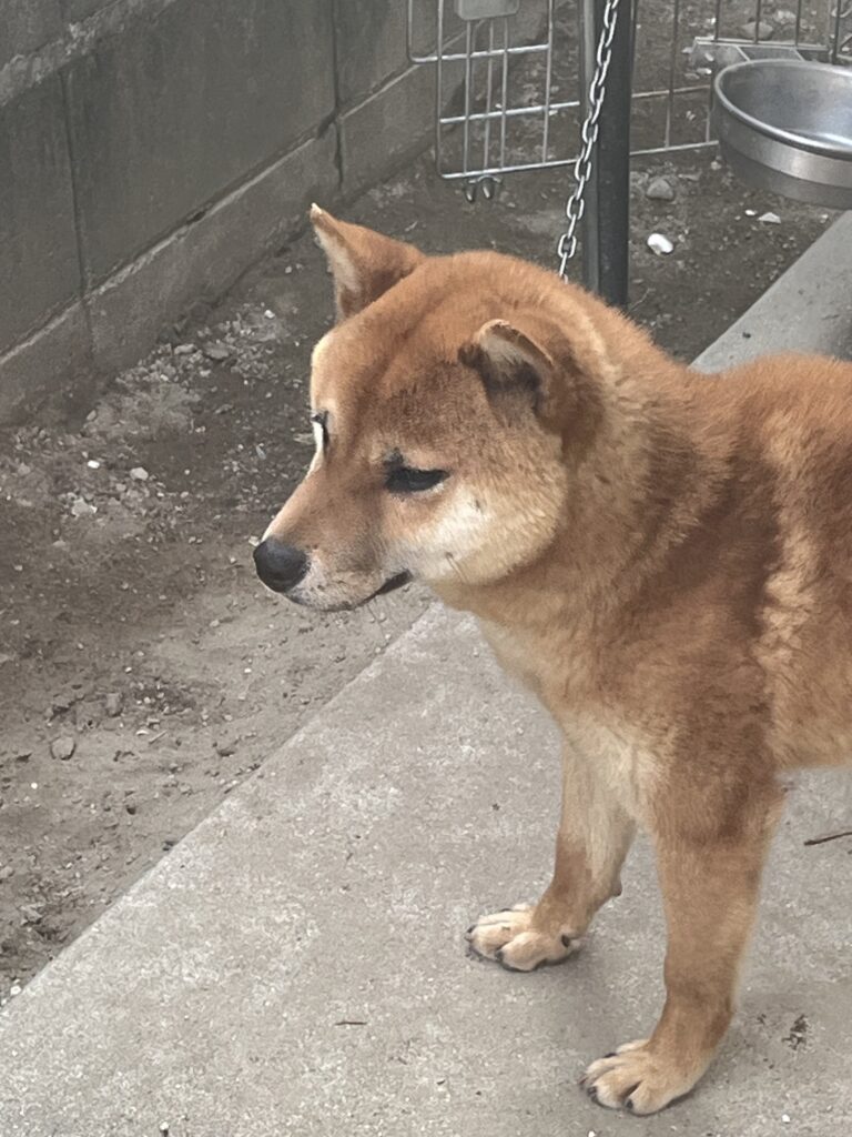 パートナー犬　雄　2025年８月20日生まれ